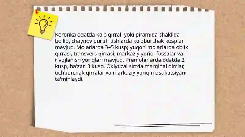 Doimiy tishlovdagi chaynov guruhi tishlarining tuzilishi 4