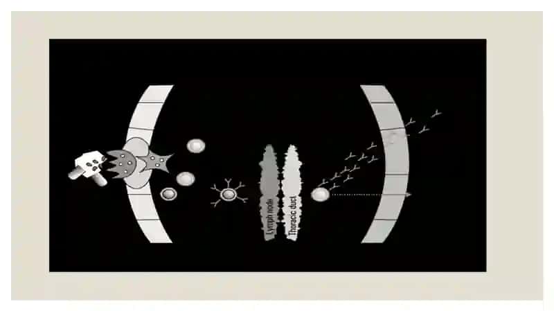 IMMUNITETGA TASIR ETUVCHIMODDALAR 4