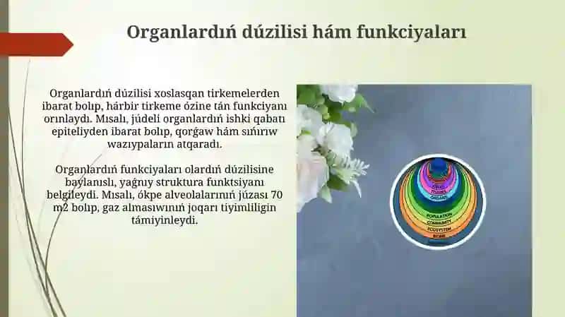 Toqimalar organlar ha'm organlar sistemasi 4