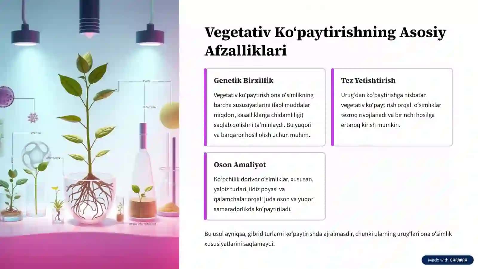 Koʻp Yillik Dorivor Oʻsimliklarni Vegetativ Koʻpaytirish Usullari 4