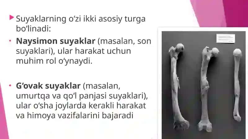 suyaklarining rentgenanatomiyasi.Skeletning rivojlanish anomalyalari 4