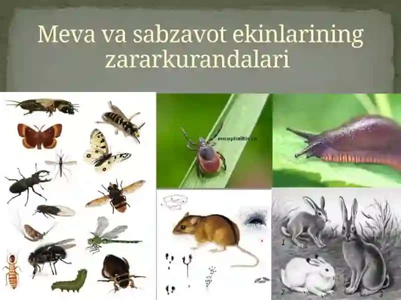 Zararkunandalar ekin o'simliklari gazarar etkazadigan yoki ularning o'limiga olib keladigan hayvonlar 4