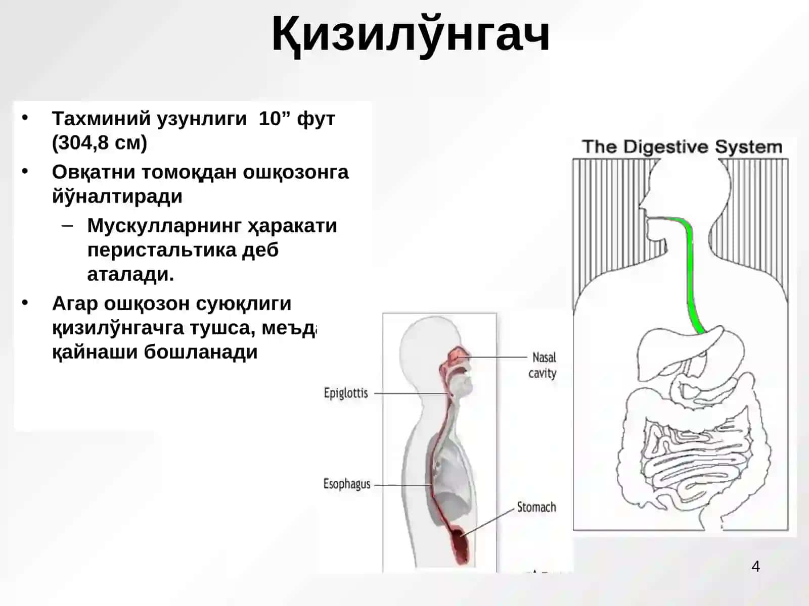 Овқат ҳазм қилиш тизими 4
