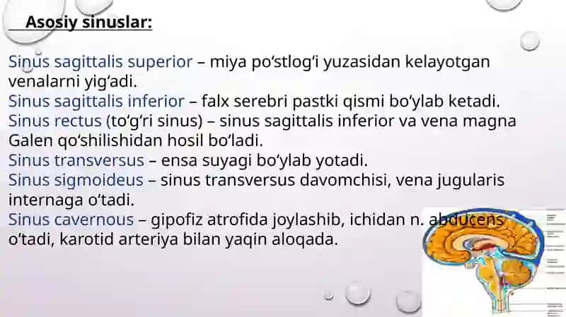 Bosh miya pardalarining vena bo’shliqlari va sisternalari. Likvorodinamika 4