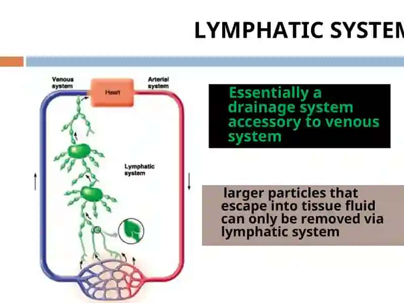LYMPHATIC SYSTEM 4