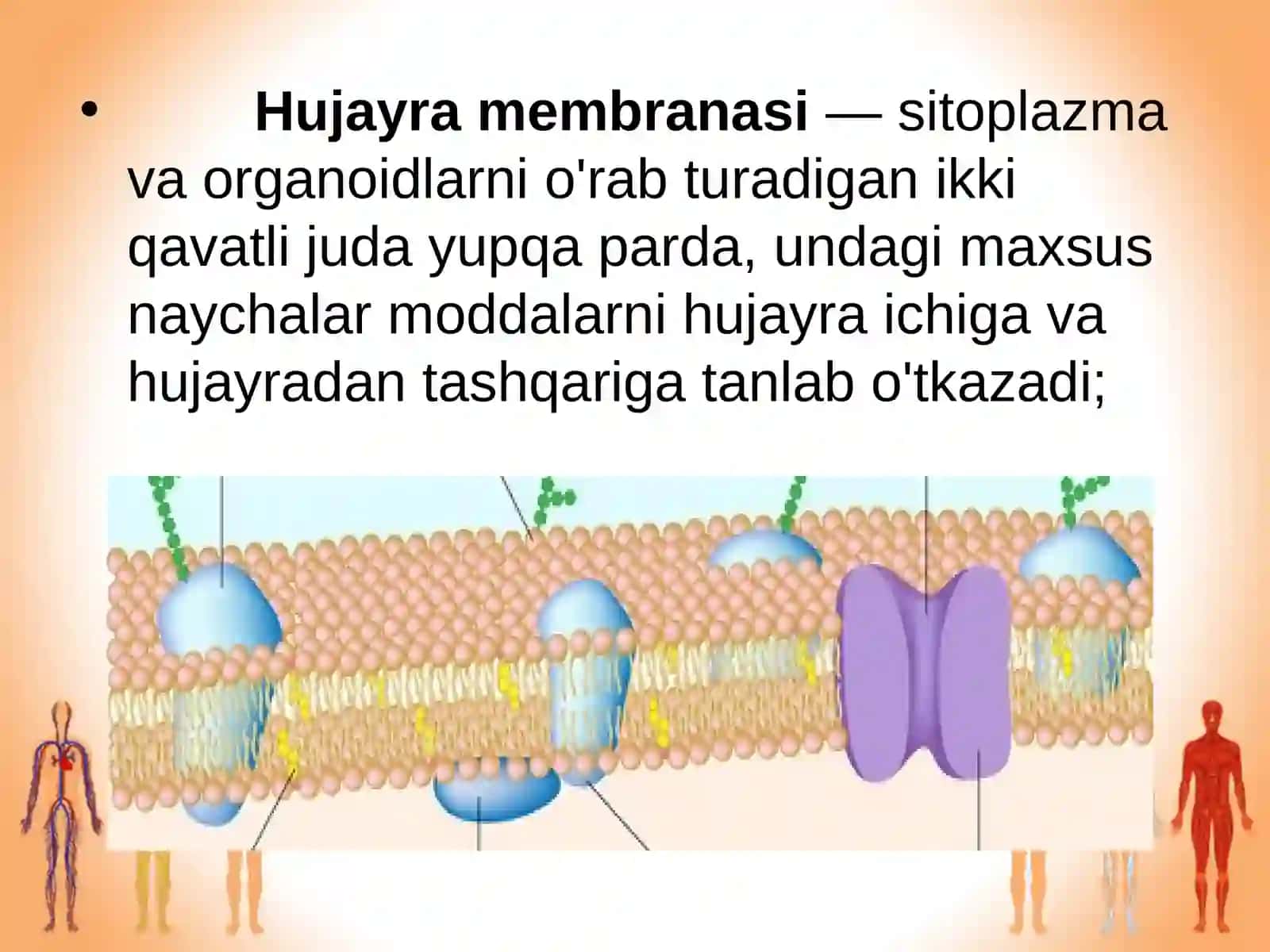 Odam organizmining hujayraviy tuzilishi 4