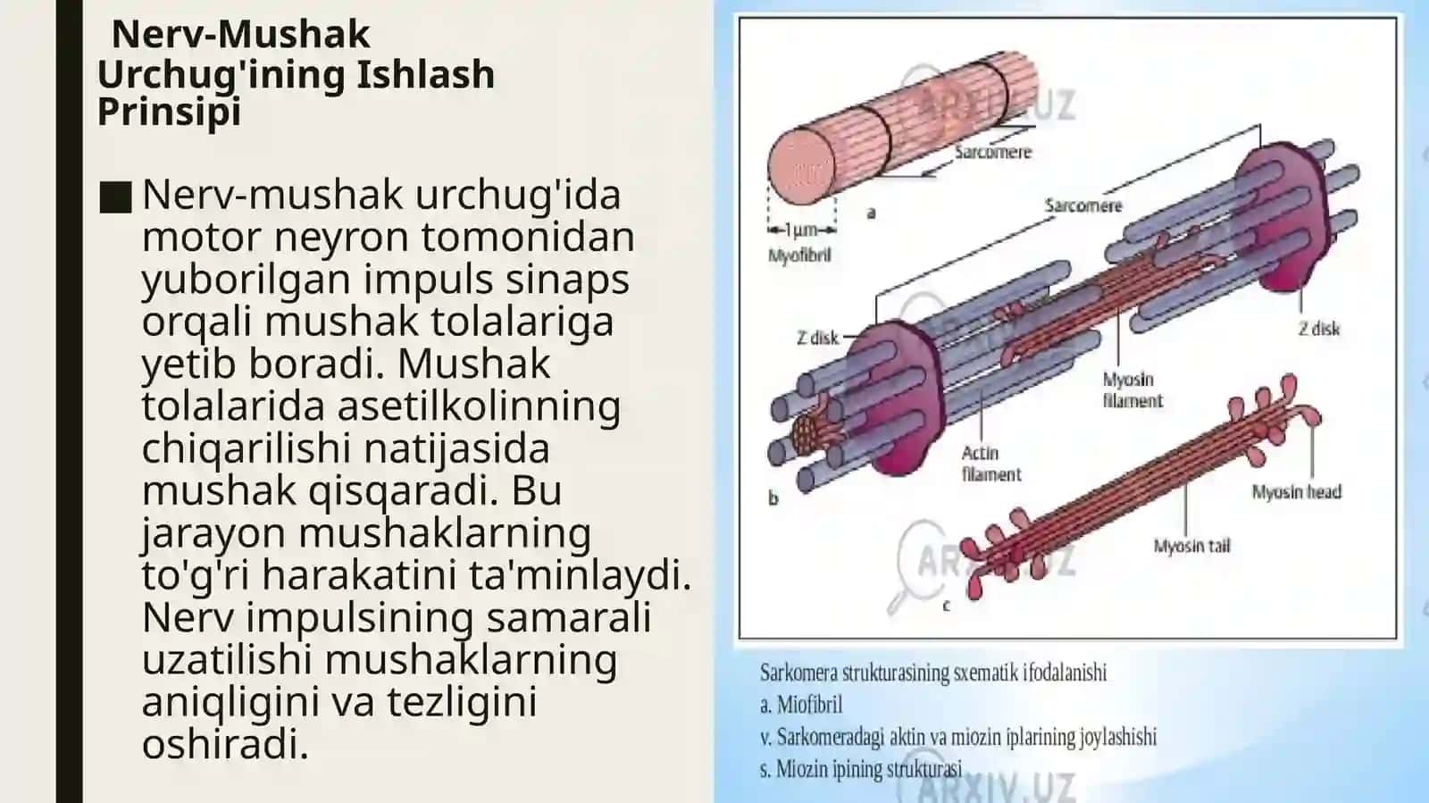Nerv-mushakurchuqlarining tuzilishi va ishlash prinsipi 4