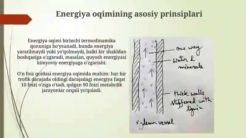 Moddalar va energiya oqimi 4