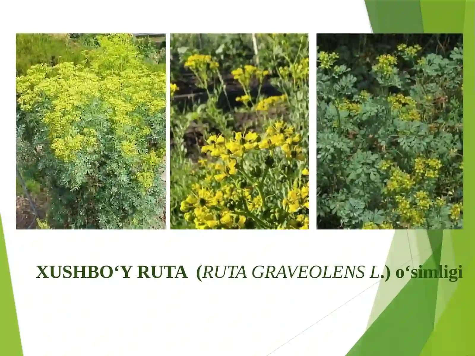 Xushbo‘y ruta (ruta graveolens l.) O‘simligi urug‘chiligi va ko‘chatchiligi 4