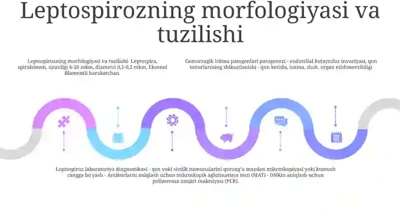 Leptospirozlar Morfologiyasi, tuzilishi 4