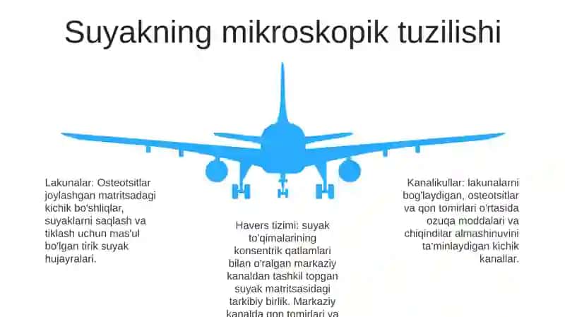 Suyak ToʻQimasi Tuzilishi 4