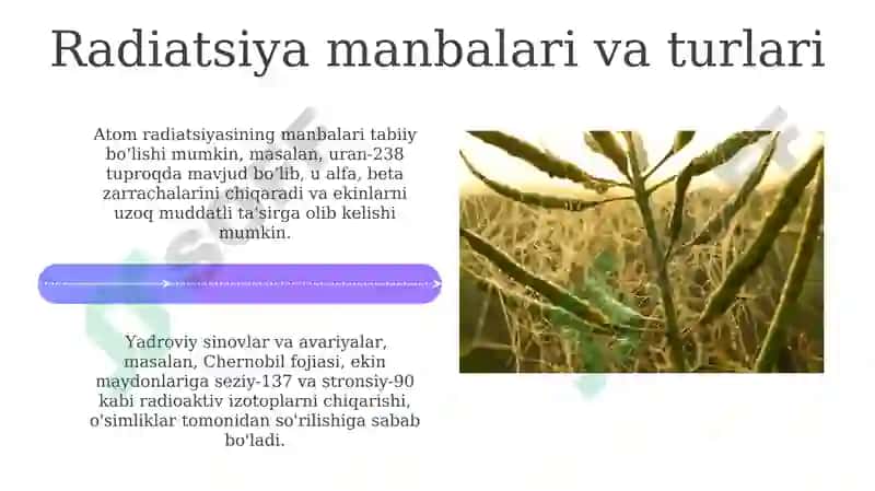 Atom nurlarining qishloq xo'jalik ekinlariga ta'sir effektlari 4