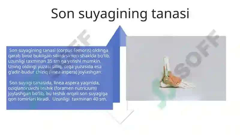Oyoqning erkin suyaklari tuzilishi 4