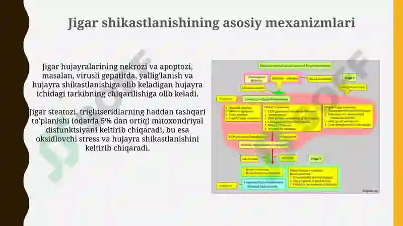 Jigar va o't yo'llari patafizialogiyasi 4