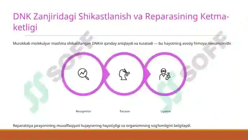 Reparatsiya fermentlari faoliyatining xilma-xilligi, Nolel genlar ta'siri va Pleiotropiya 4