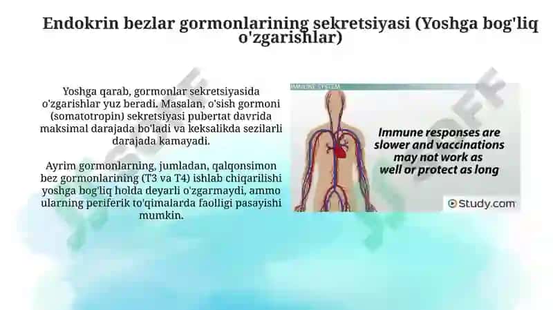 Endokrinsistemasiniyoshgabog'liqxususiyatlari 4