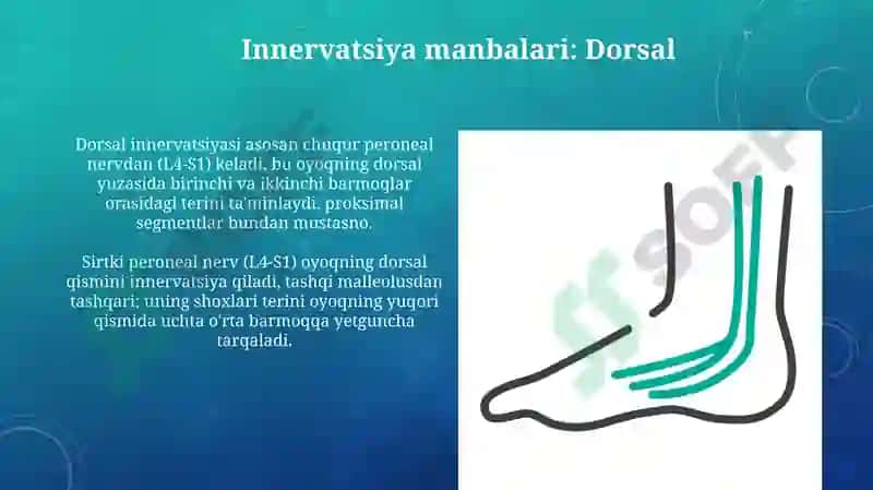 Oyoq terisini inervatsiyasi 4