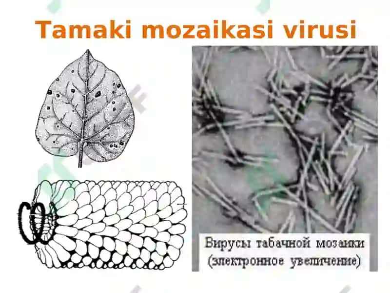 Hayotning hujayraviyasoslari 4