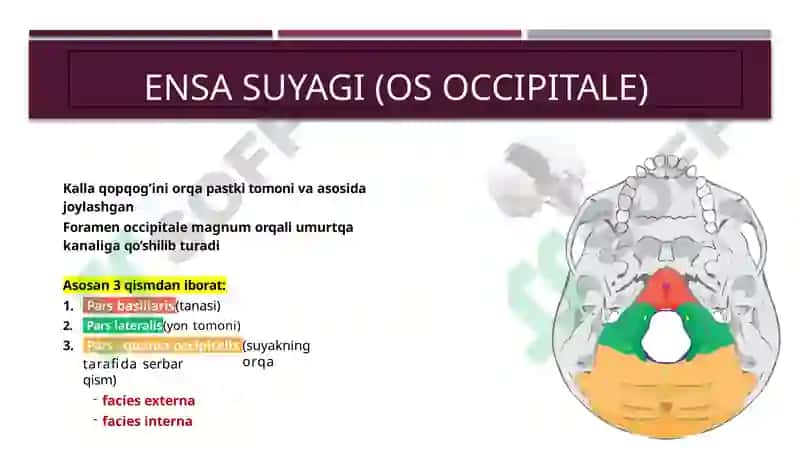 Boshning miya bolimi suyaklari:ensa peshona g'alvirsimon ponasimon dimog' suyaklari 4