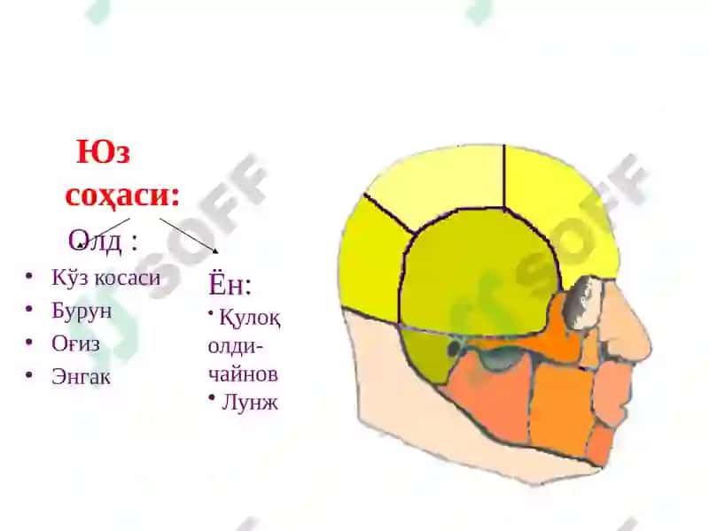 Boshning miya qismi topografik anatomiyasi va operativ xirurgiyasi. Peshona, tepa, ensa, chakka, quloq va so‘rg‘ichsimon sohalar. Shipo uchburchagi va uning klinik axamiyati. Bosh soxasidagi kesma turlari. Trepanatsiya turlari 4