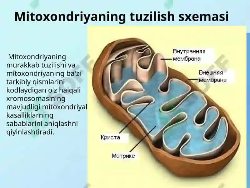 Mitoxondrial kasalliklar 4