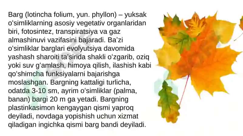 Barglarning sirtida joylashgan kutikulani qilish va uni himoya qilish 4
