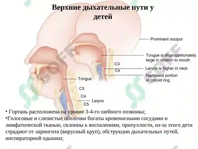 Анатомо-физиологическиеособенности органов дыхания у детей 4