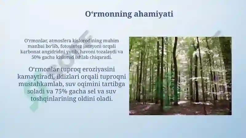 O'rmon va uning boyliklari 4