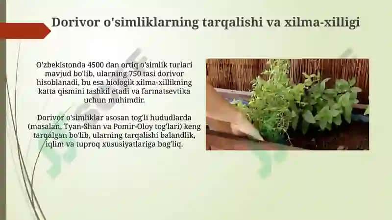 Dorivoroʻsimliklarvaularniqaytatiklashvamuhofazaetishyoʻllari 4