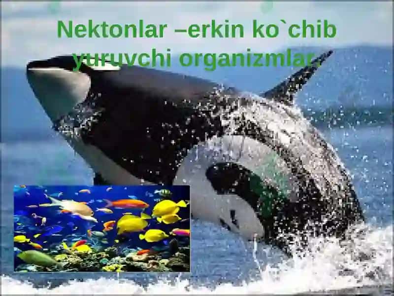 Okean boyliklari, ulardan foydalanish va muhofaza qilish 4