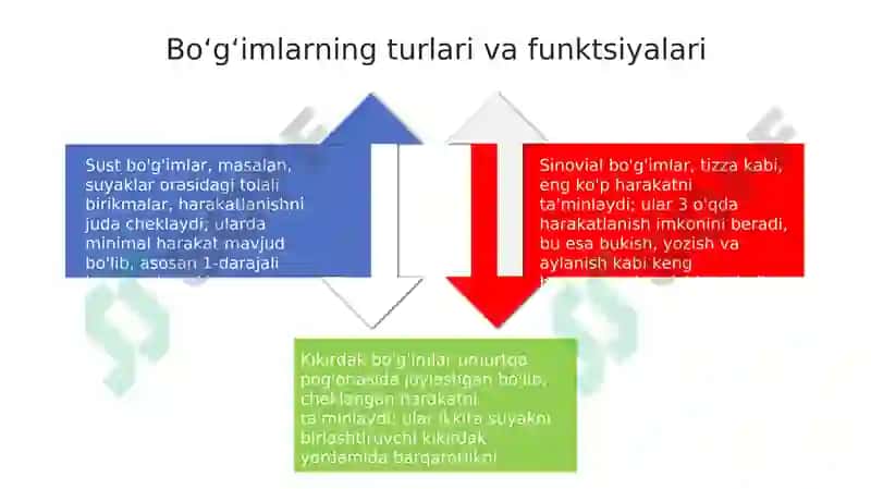 Suyaklarning birlashuvi boʻgʻimlarning umumiy tuzilishi 4