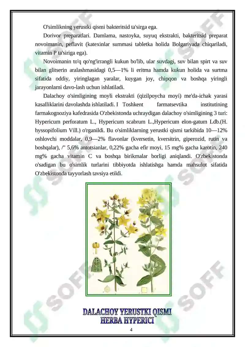 Dalachoy Yerustki Qismi - Herba Hyperici 4