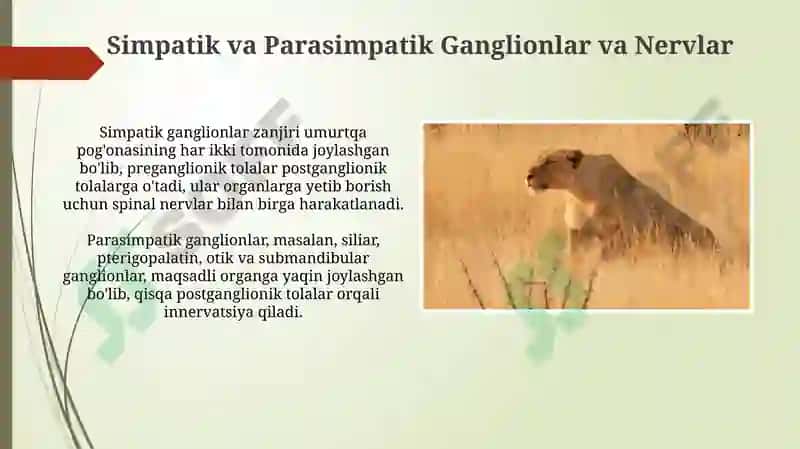 Vegetativ nerv tizimi simpatik va parasimpatik qismining kilinik anatomiyasi 4
