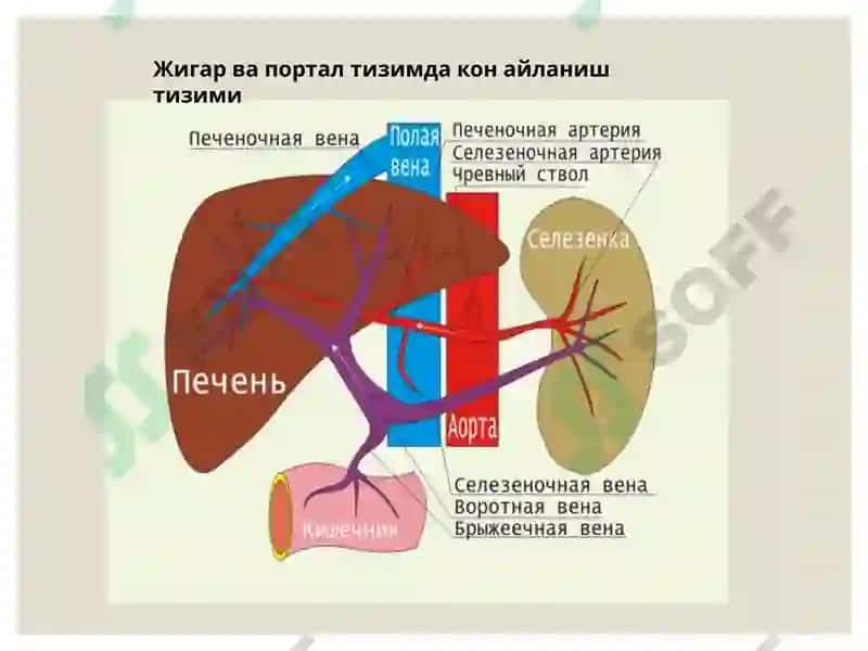Жигар, ўт йўллари ва меъда ости безини ривожланиш нуқсонлари ва аномалиялари 4