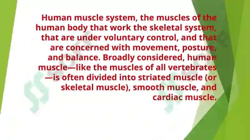Muscular system of a human being 4