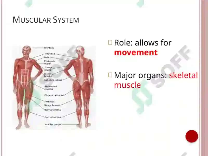 Organs and systems (Human Body) 4