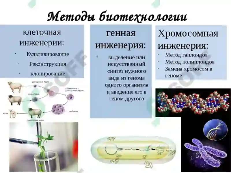 Қишлоқ хўжалик экинларини соғломлаштиришнинг биотехнологик асослари. 4