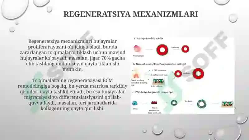 To'qimalarning regeneratsiyasi va transplantatsiyasi 4