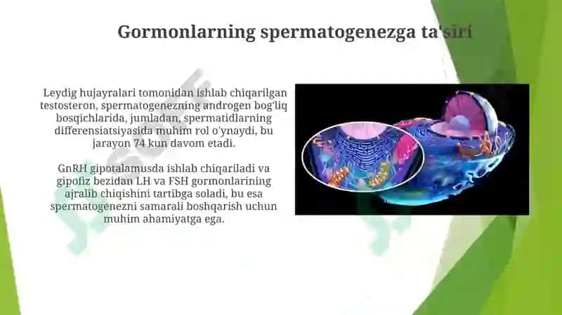 Oogenez va Spermatogenezning O'ziga Xos Xususiyatlari 4