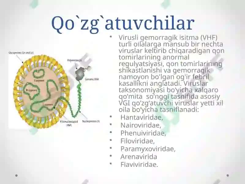 Gemorragik isitma qo`zg`atuvchilari, patoenezi, laboratoriya tashhisi. 4