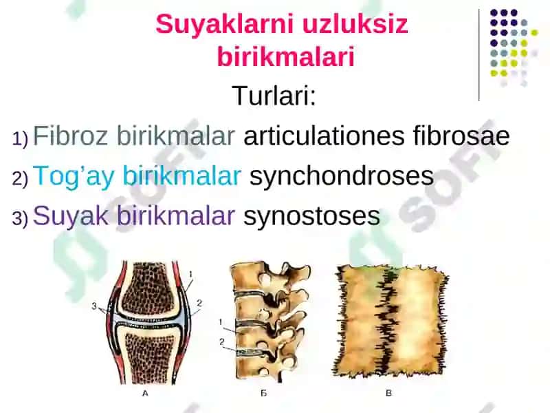 Anatomiya Haqida brikmalar 4