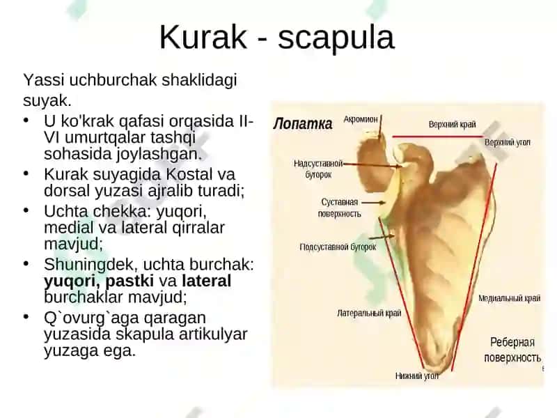 Gavda skelet. Bosh skeleti, gavda skeletining suyaklari 4