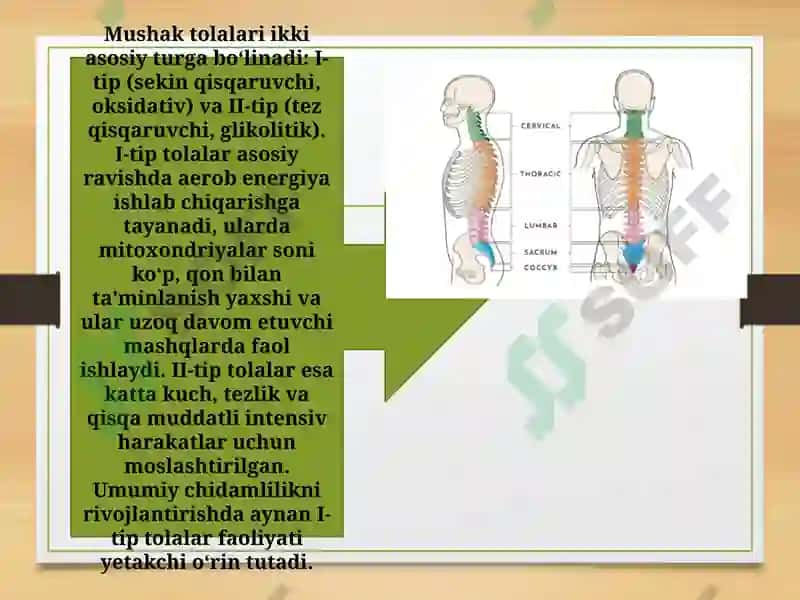 Mushak apparati va chidamlilik 4