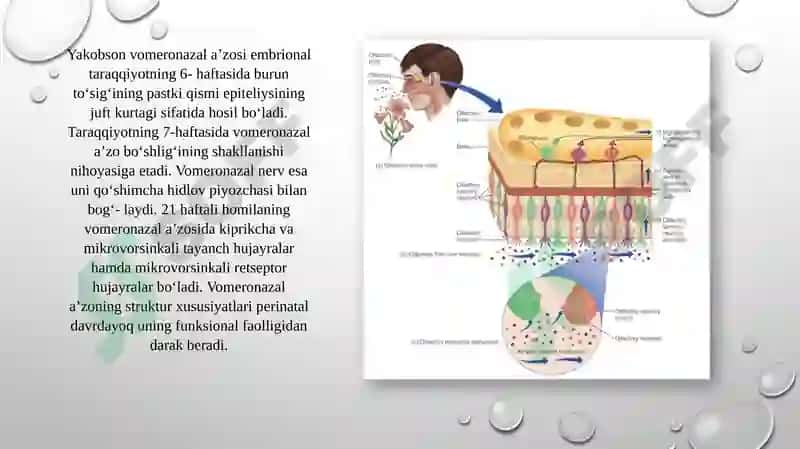 Hid bilish organi gistologiyasi va regenatsiya xususiyati pptx taqdimod uchun 4