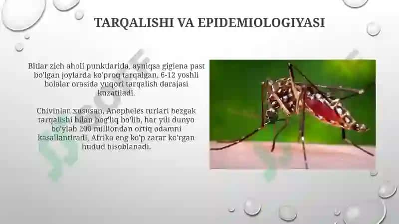 Bit burga chivin pashsha iskaptopar-tibbiyotda axamiyatga ega bolgan hasharotlar 4