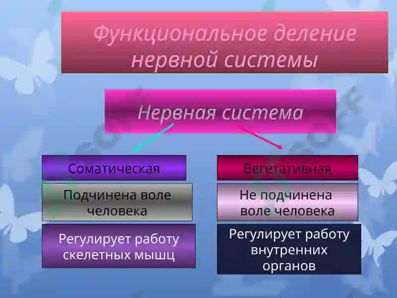 Презентация по дисциплине «Русский язык» 4