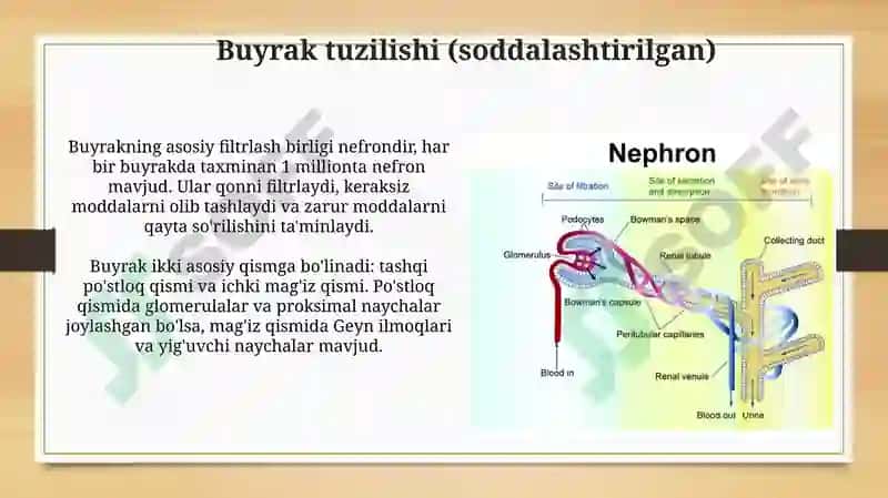 Siydik ajratish organlari va ularning faoliyati 4