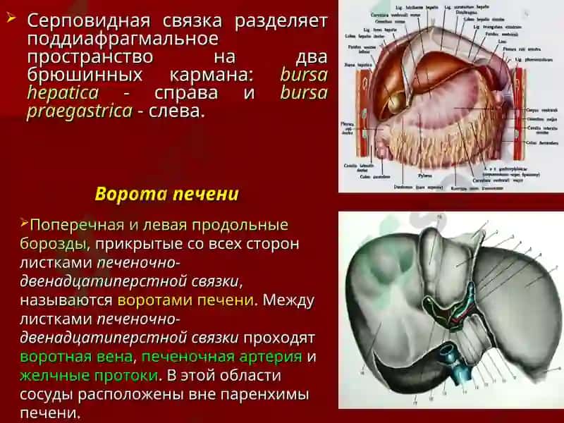 Хирургическая анатомия печени 4
