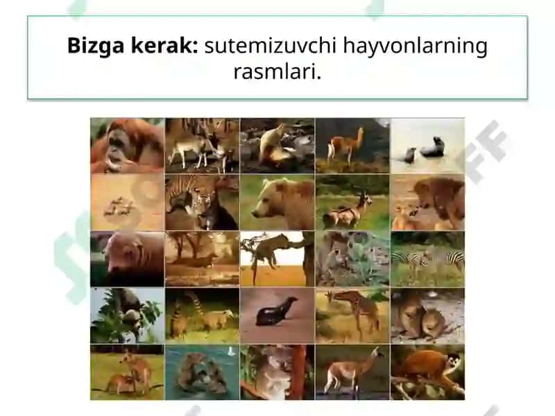 Hayvonlar Sistematikasi 4