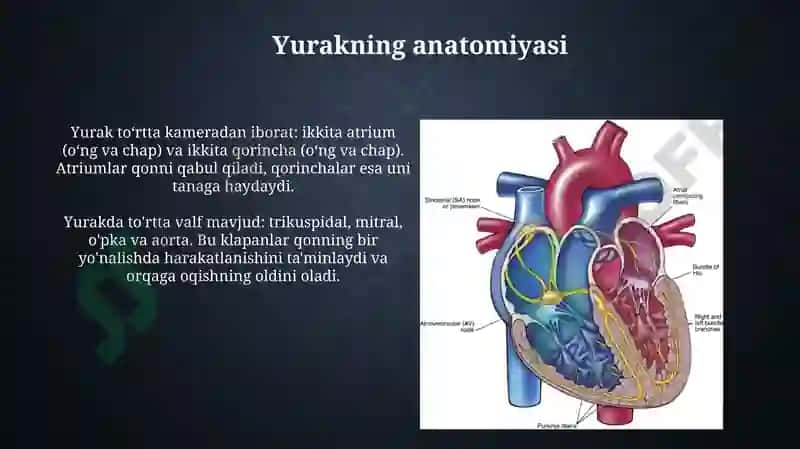 Qon aylanishining ahamiyati yurak tuzilishi 4